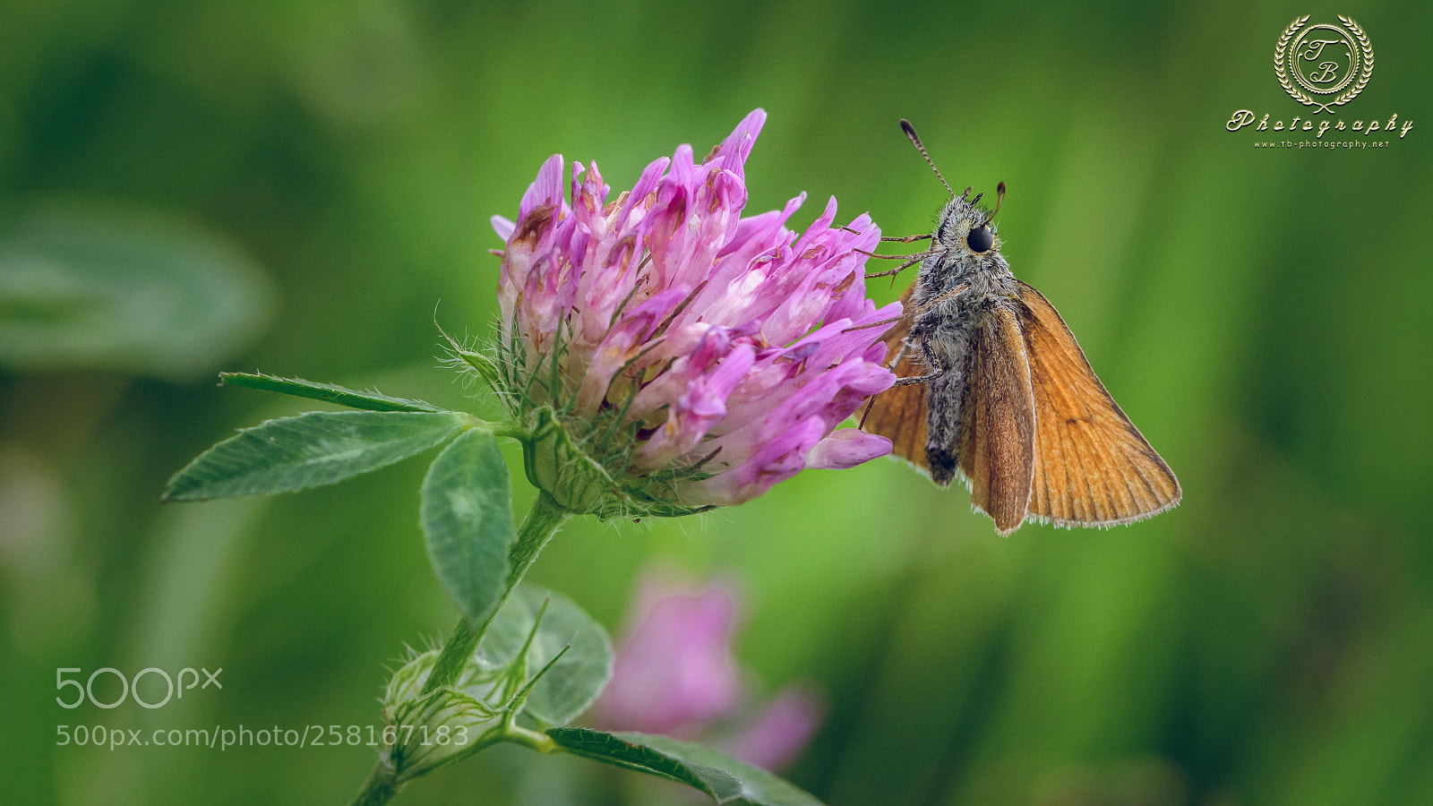 Nikon D7200 sample photo. Brauner dickkopffalter auf roter photography