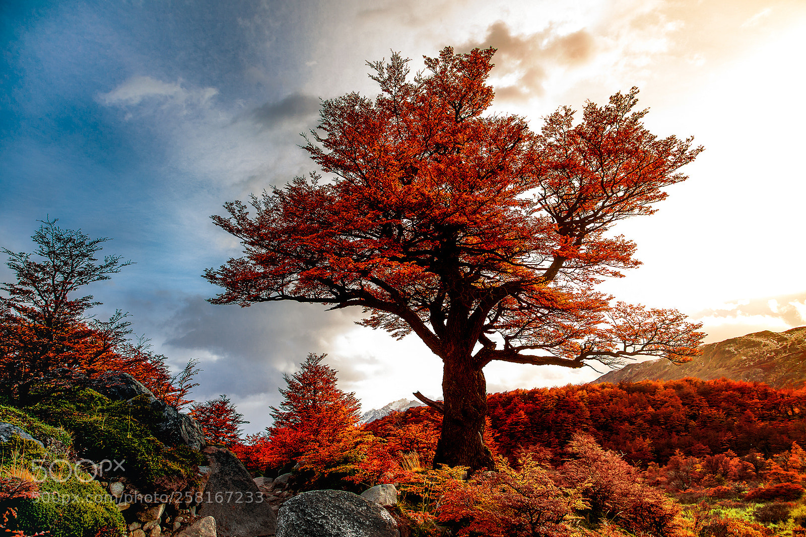 Canon EOS 5D Mark IV sample photo. Seasons photography