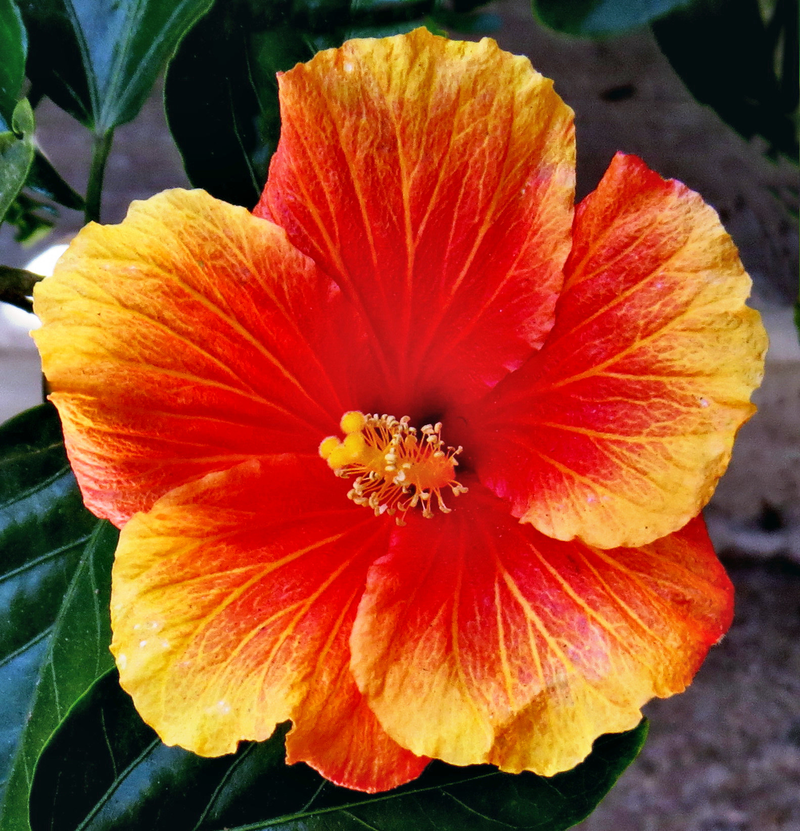 4.3 - 215.0 mm sample photo. Gold hibiscus flower photography