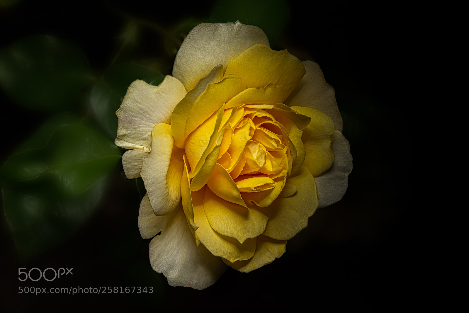 Nikon D600 sample photo. A yellow rose photography