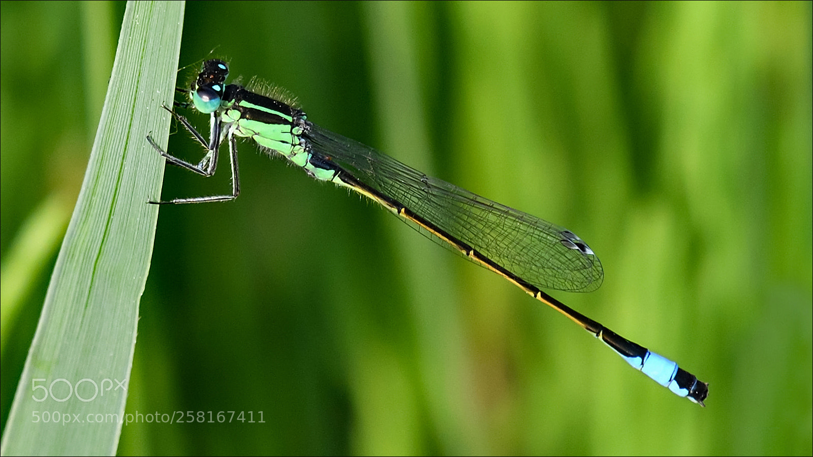 Nikon D500 sample photo. Waterjuffer photography