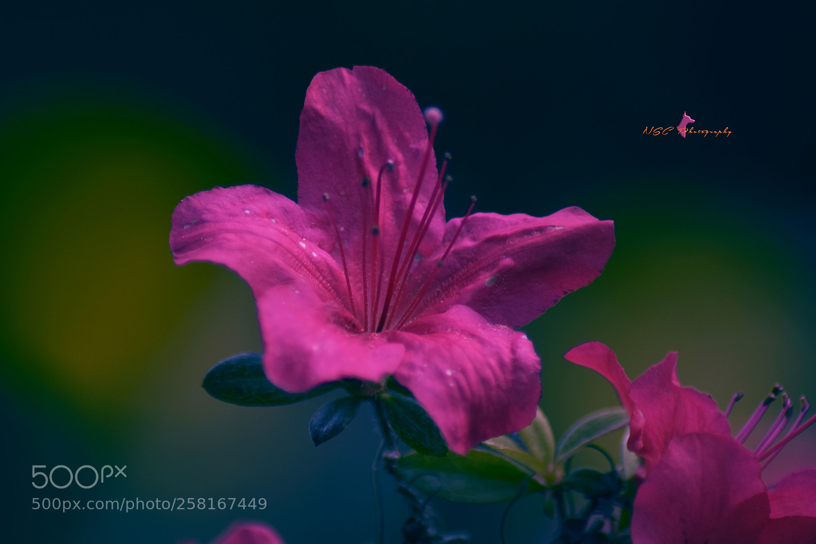 Nikon D5500 sample photo. ➖ nature & beauty ➖ photography