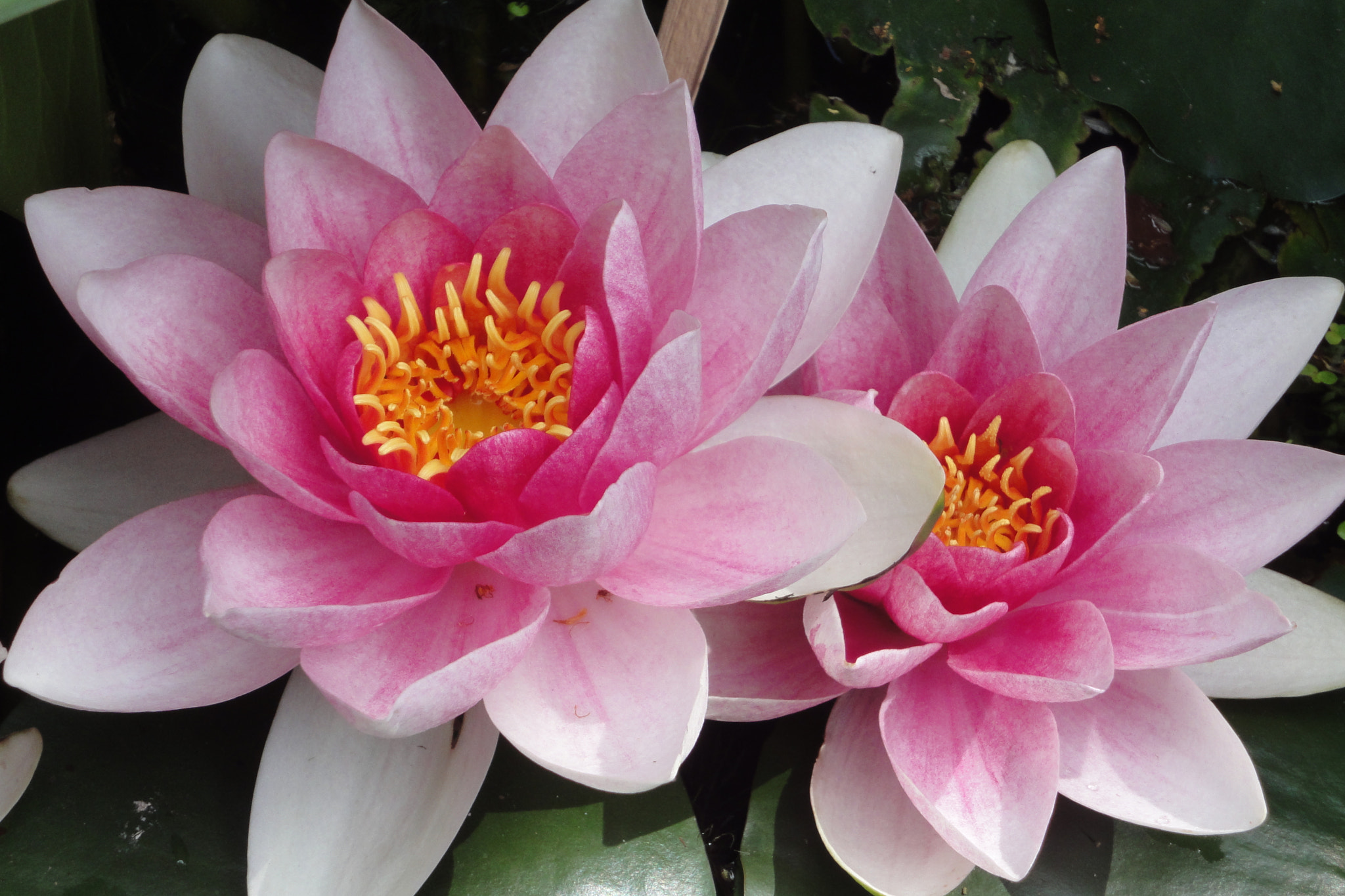 Sony Cyber-shot DSC-WX1 sample photo. Lotus-flowers photography