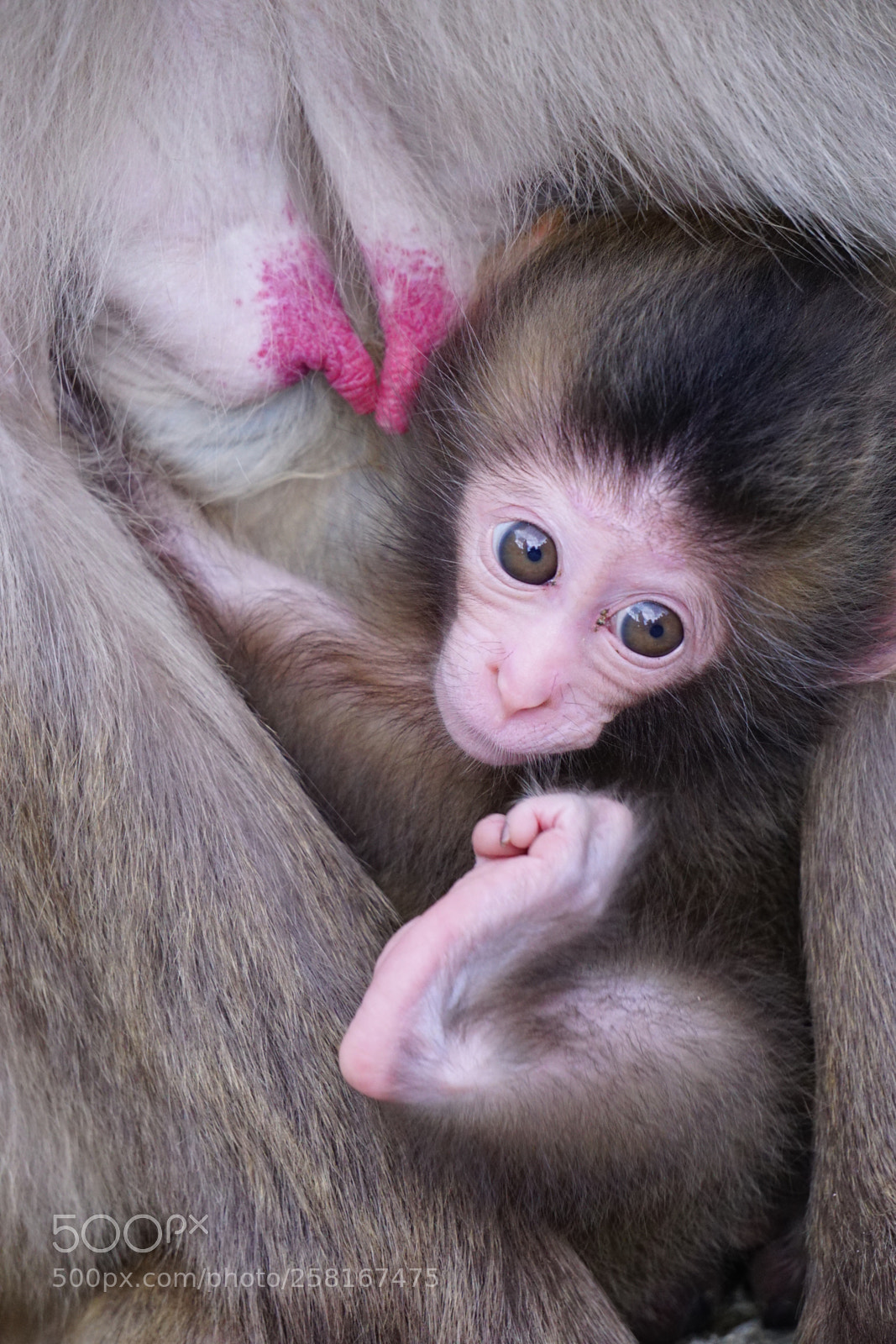 Sony a6000 sample photo. Adorable baby monkey photography