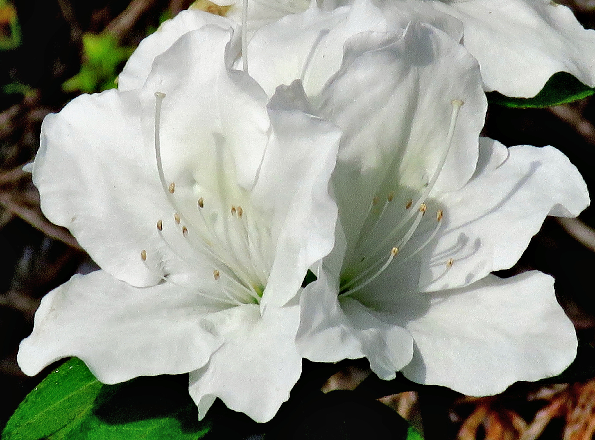 Canon PowerShot SX60 HS + 3.8 - 247.0 mm sample photo. Two white flowers in the garden photography