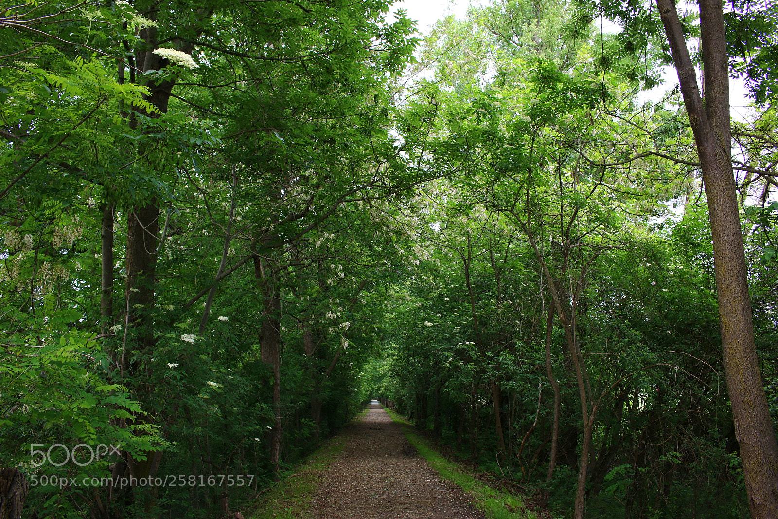 Canon EOS 70D sample photo. A way photography