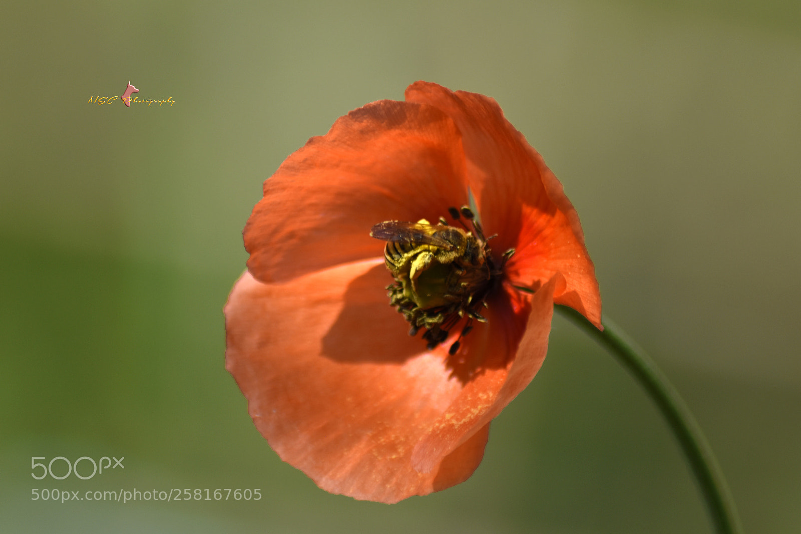 Nikon D5500 sample photo. ➖ nature & beauty ➖ photography