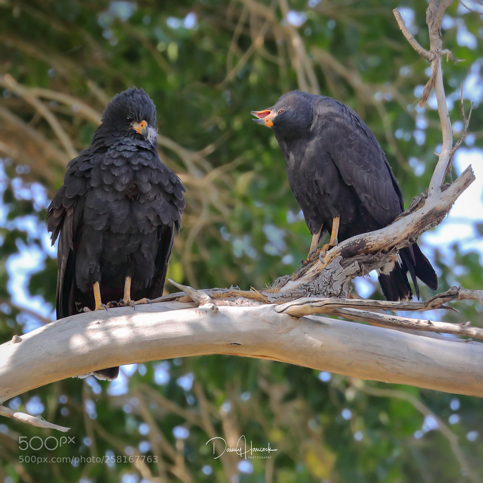 Canon EOS-1D X Mark II sample photo. Common black hawk photography