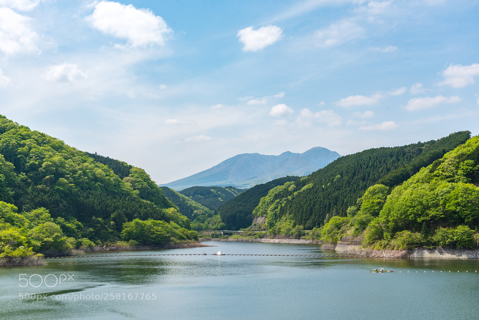 Nikon D750 sample photo. Spring leaves photography