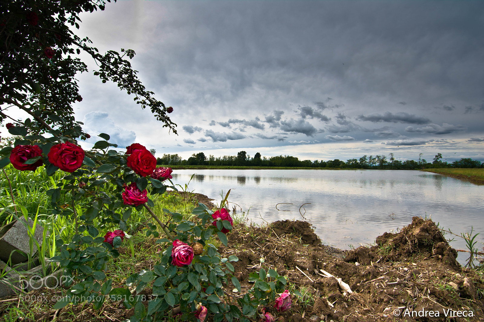 Nikon D7100 sample photo. Untitled photography