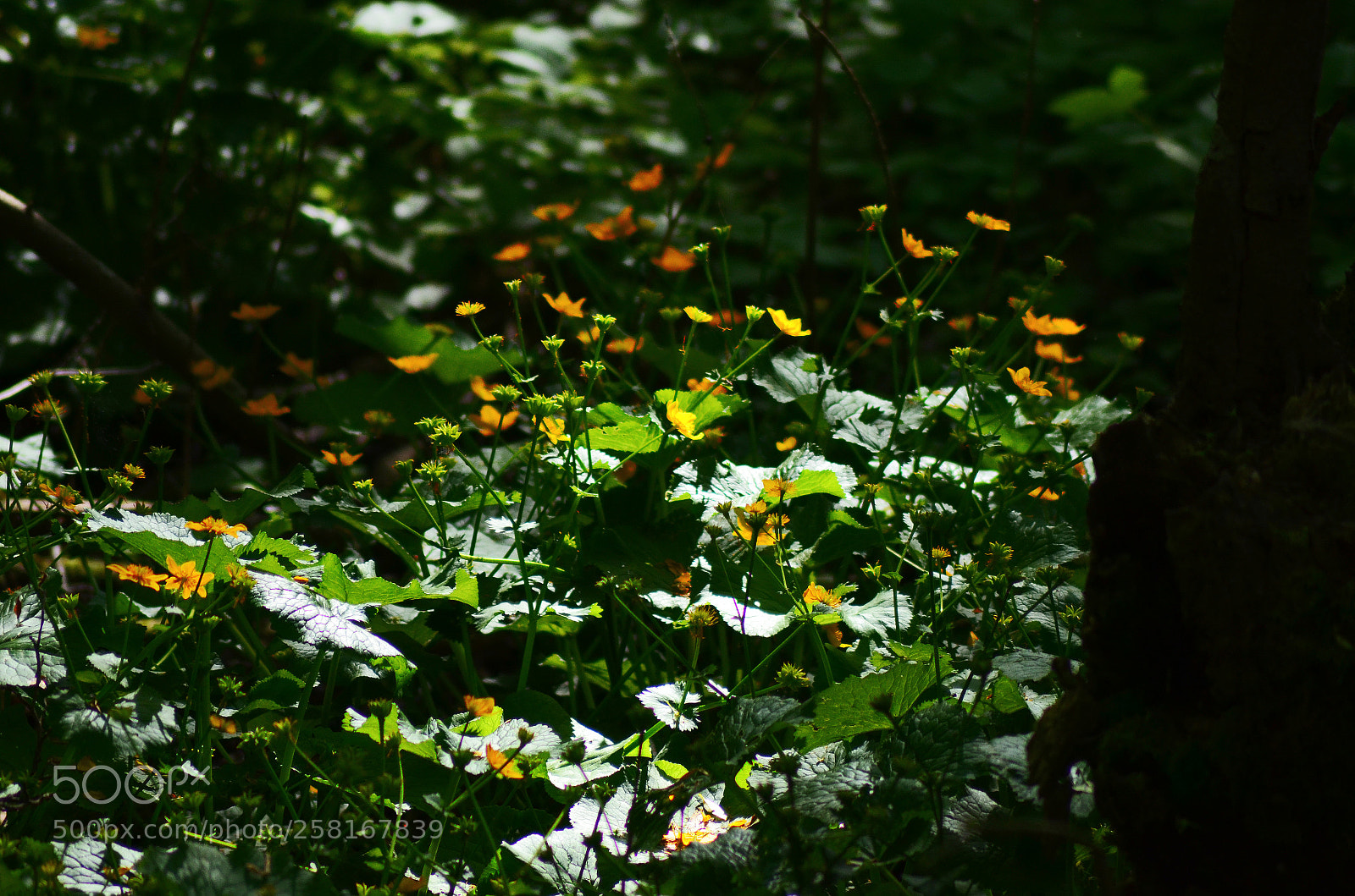 Nikon D5100 sample photo. In the forest photography