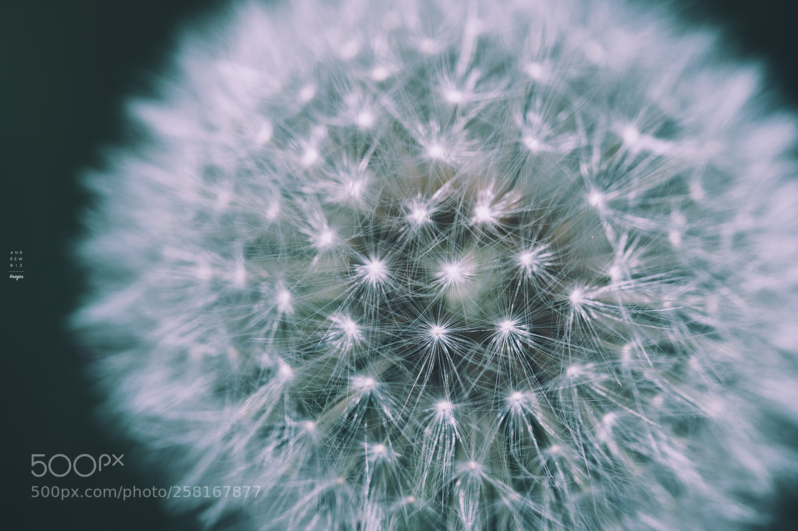 Canon EOS 6D Mark II sample photo. Small universe photography