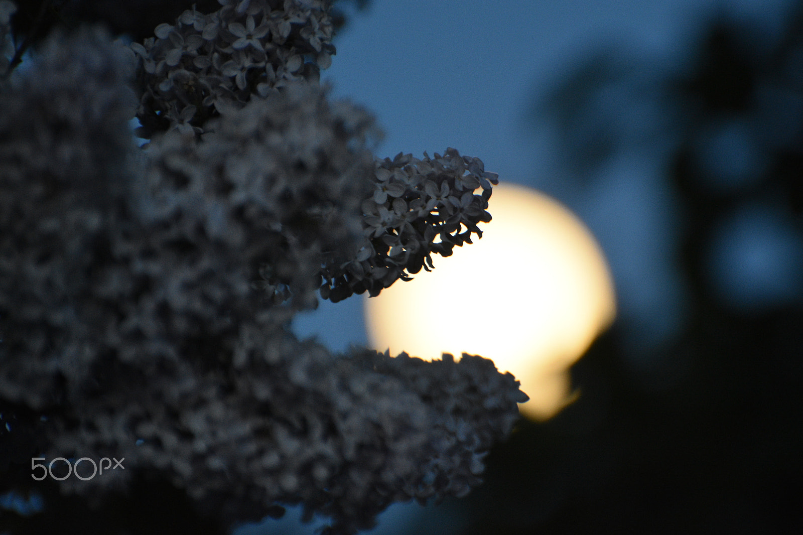 Nikon D7200 sample photo. Spring night photography