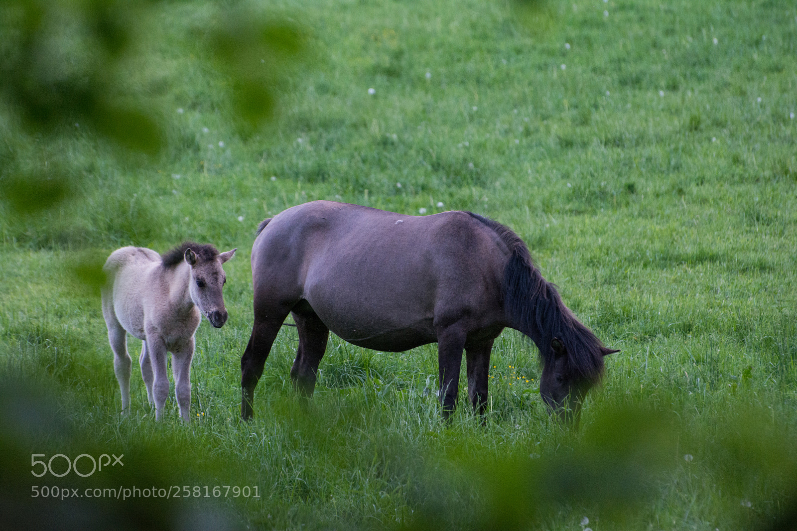 Nikon D5200 sample photo. Roztoczański konik polski photography