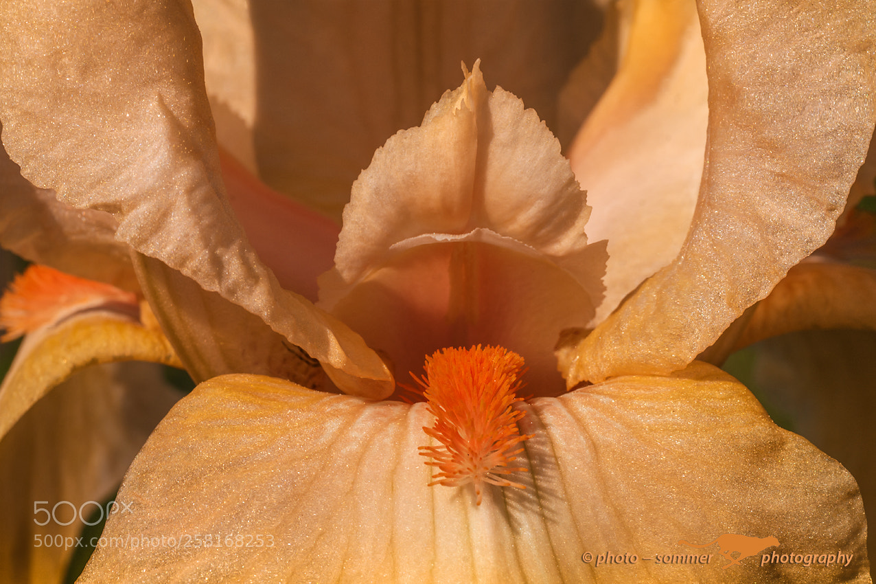Canon EOS 70D sample photo. Iris germanica photography