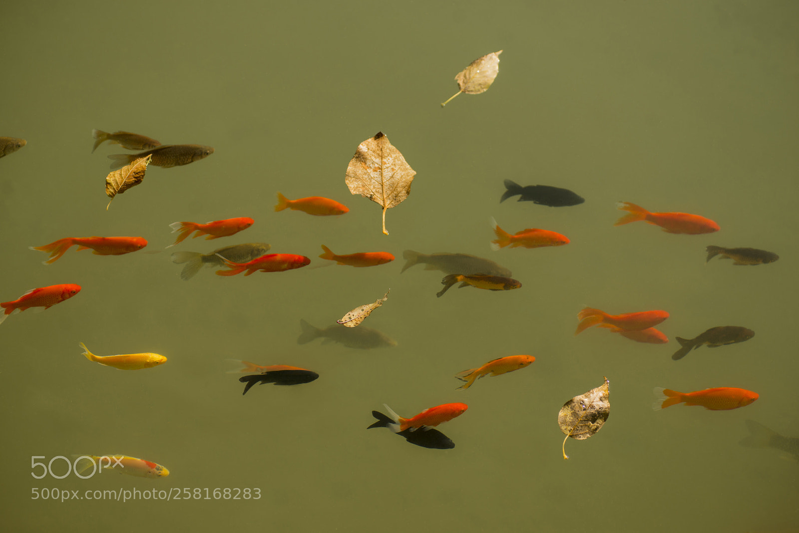 Nikon D600 sample photo. Goldfish and floating leaves photography