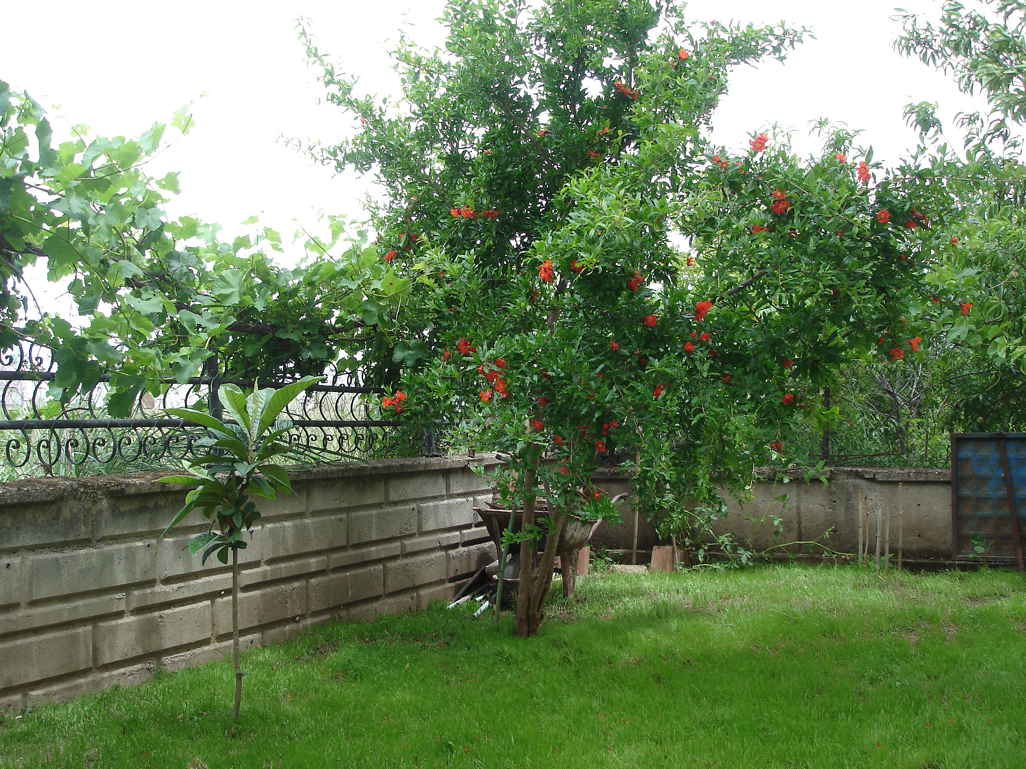 Sony DSC-W5 sample photo. My back yard... photography