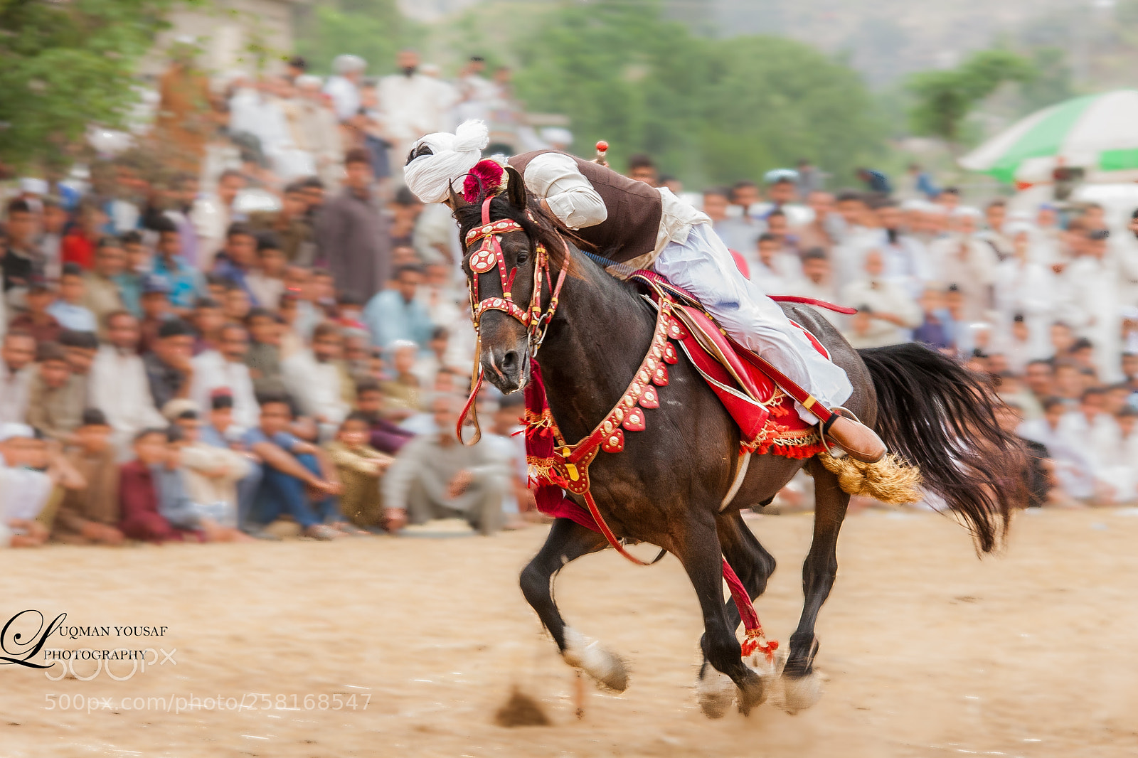 Canon EOS 40D sample photo. Tent pegging photography