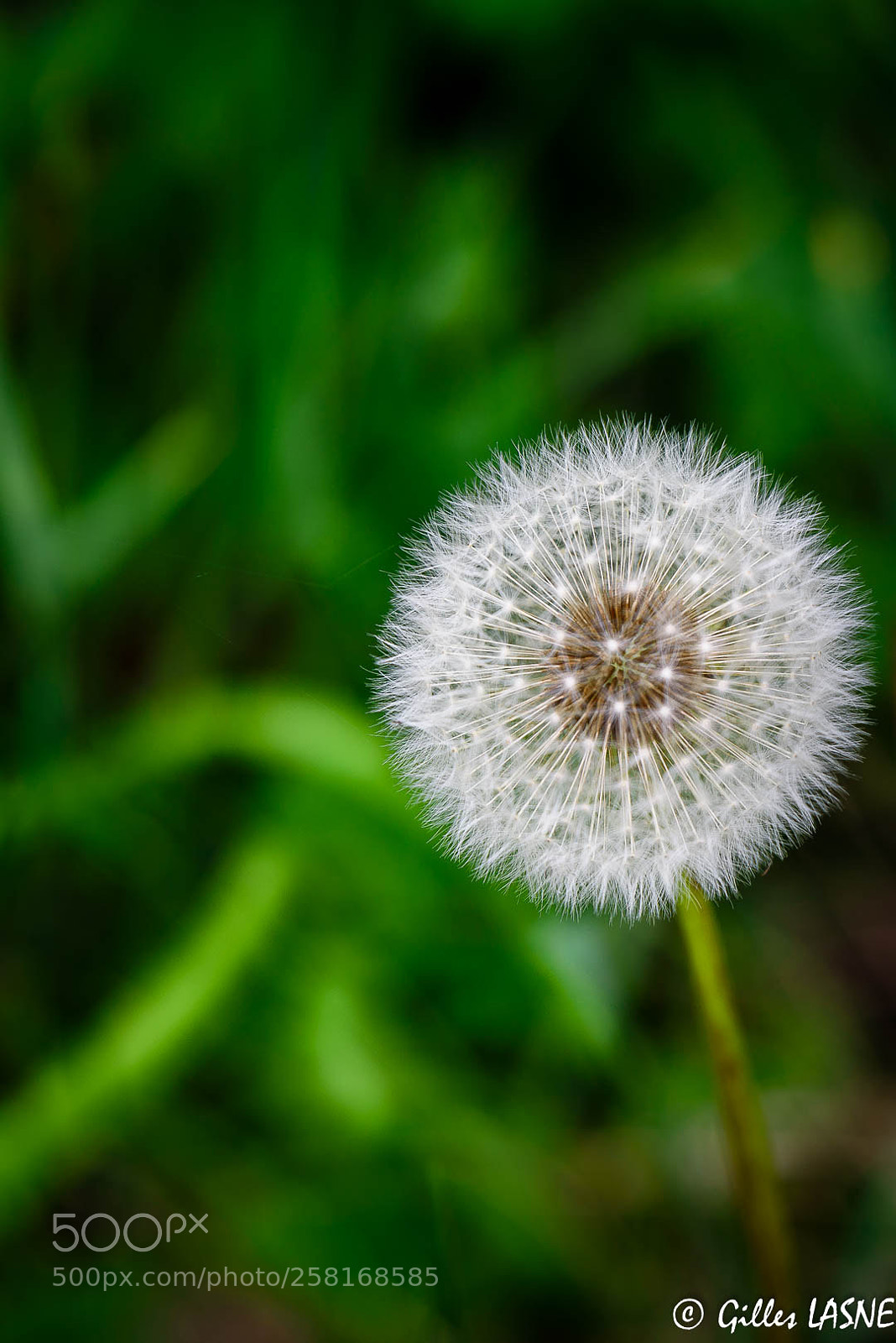 Nikon D750 sample photo. Dsc photography