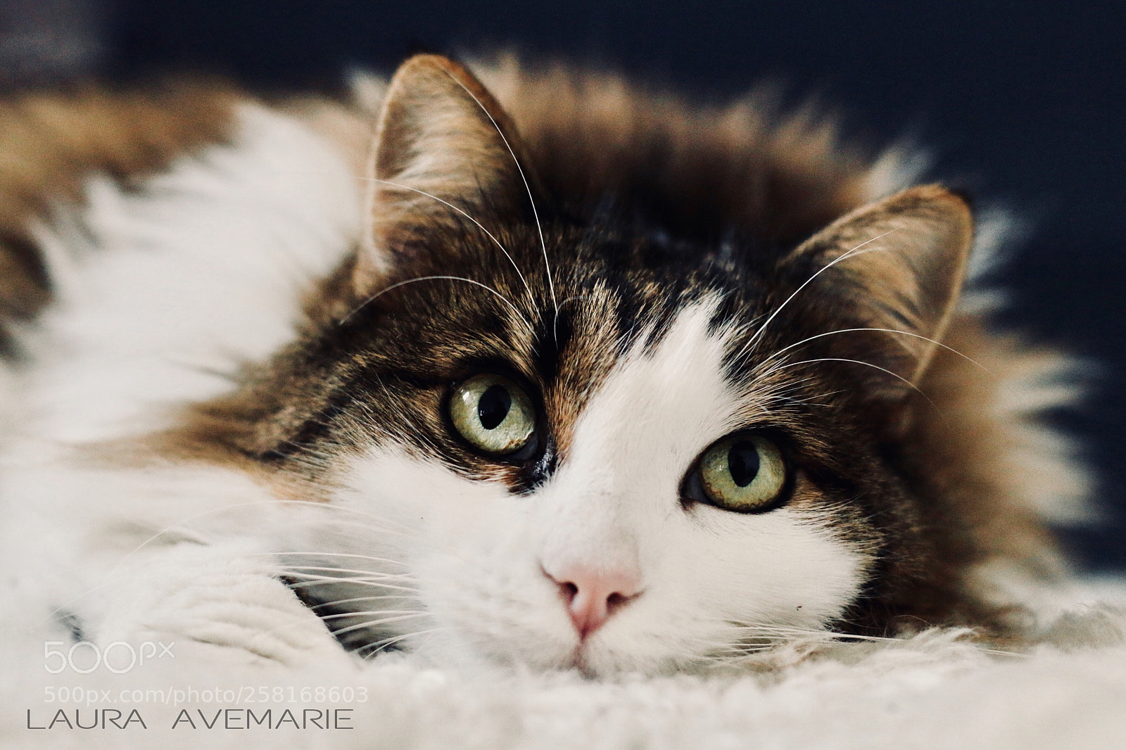 Canon EOS 70D sample photo. Minou  photography