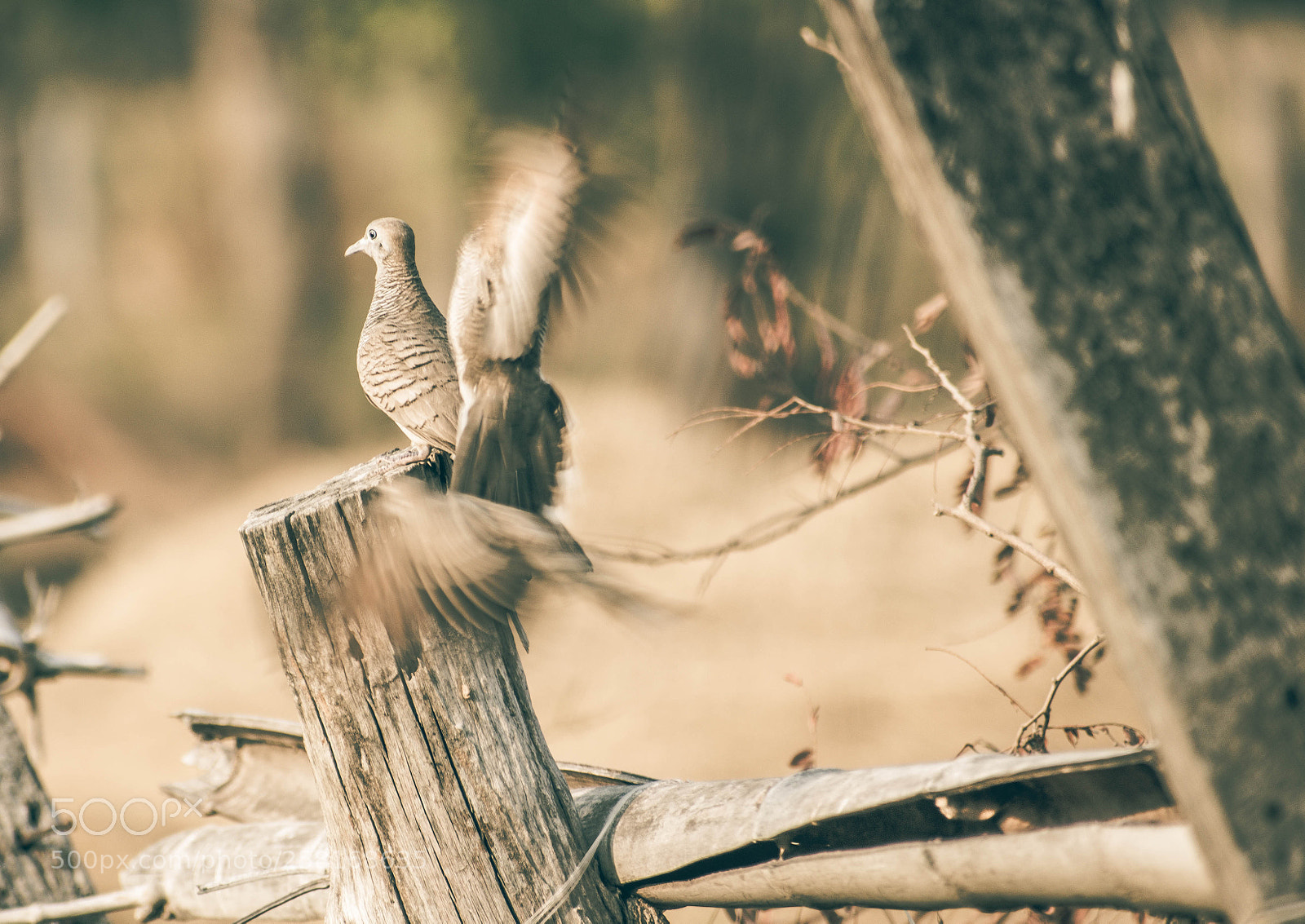 Nikon D5500 sample photo. No action, no success. photography