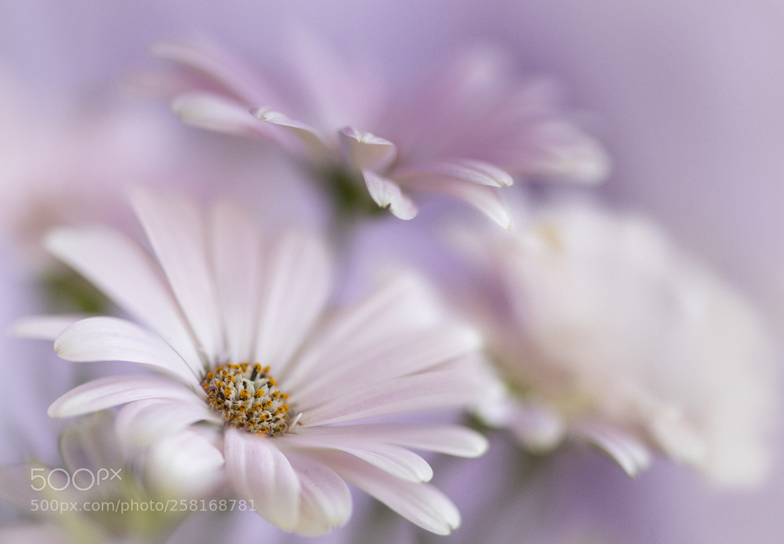 Canon EOS 6D sample photo. Flower photography