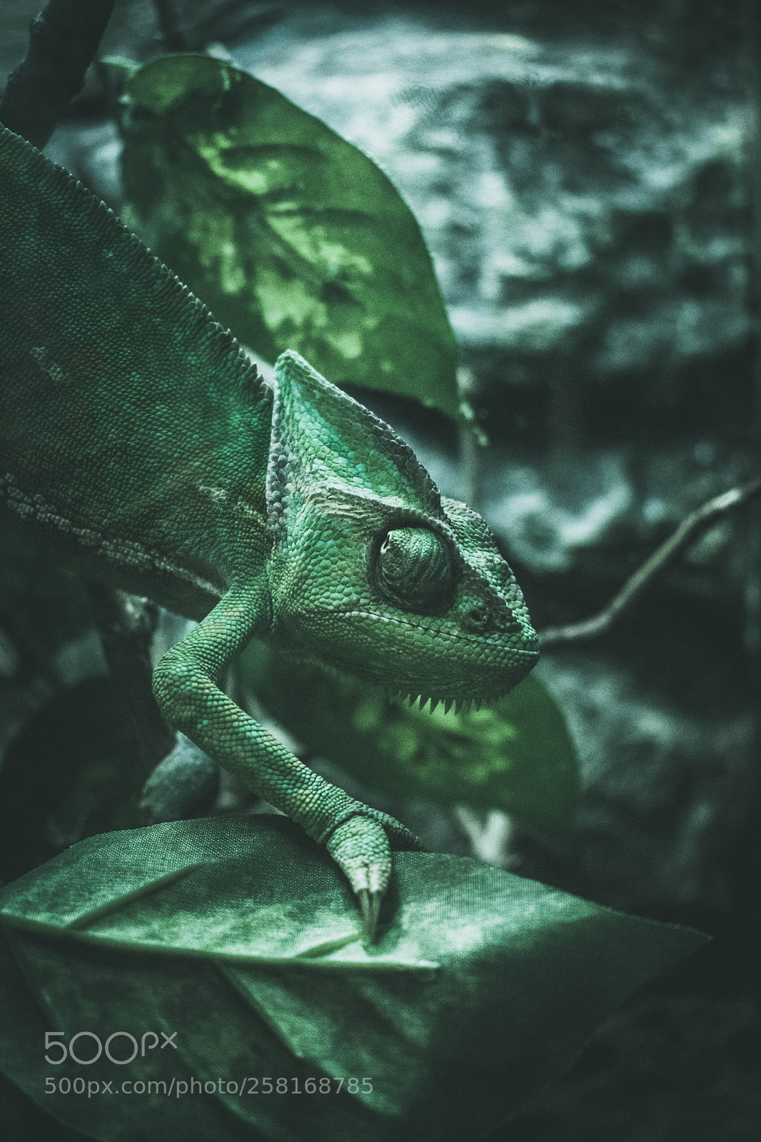 Nikon D5300 sample photo. Chameleon photography