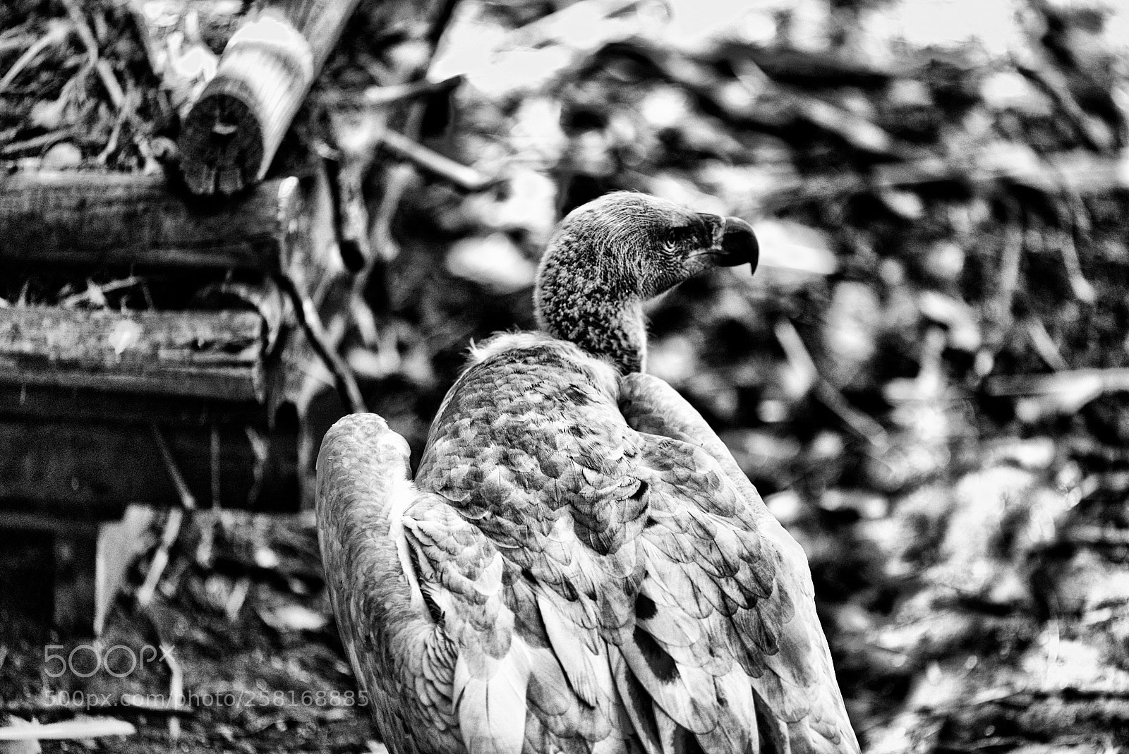 Nikon D810 sample photo. Vulture photography