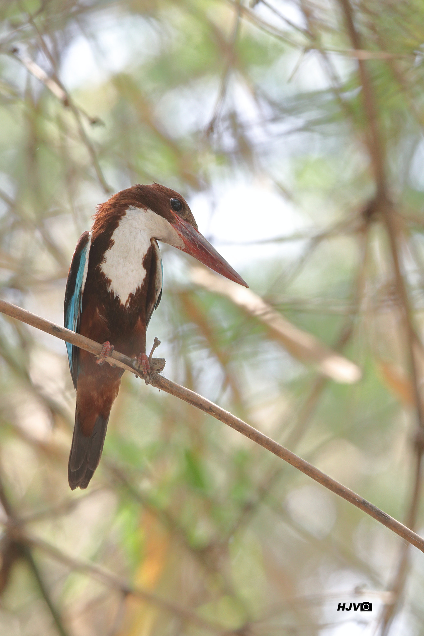 Canon EOS 80D + Canon EF 100-400mm F4.5-5.6L IS II USM sample photo. White-throated kingfisher photography