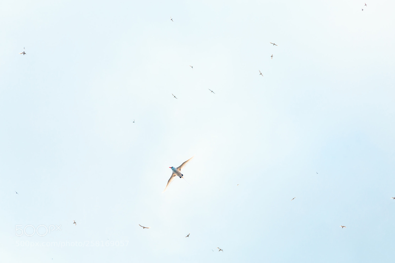 Canon EOS 6D sample photo. Seagulls flying photography