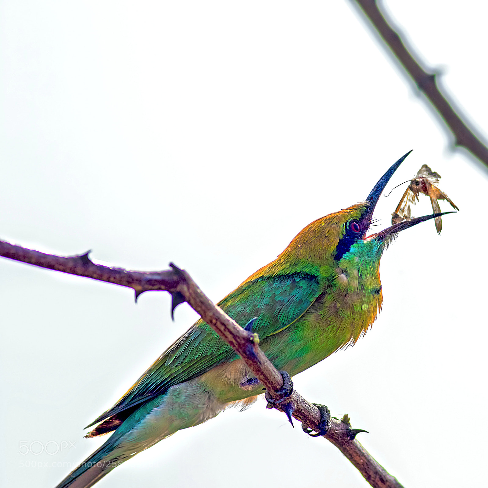 Canon EOS 7D Mark II sample photo. Green bee eater photography