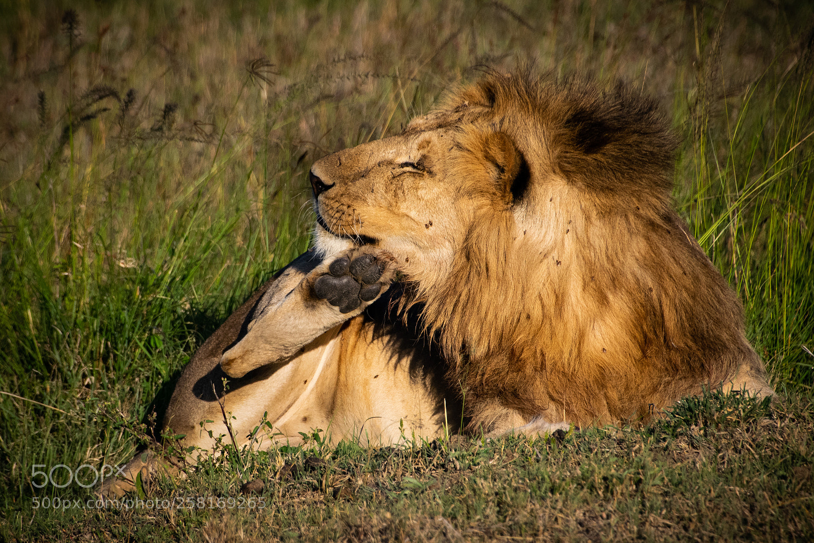 Nikon D5300 sample photo. A good scratch photography
