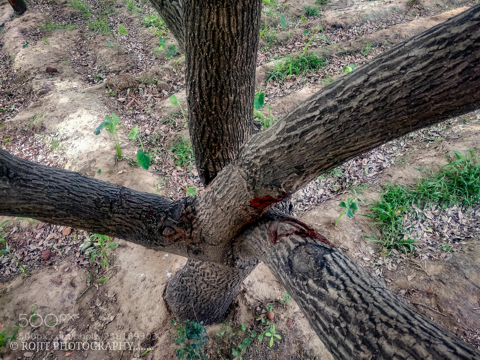 Motorola Moto G (4) sample photo. Branches........ photography