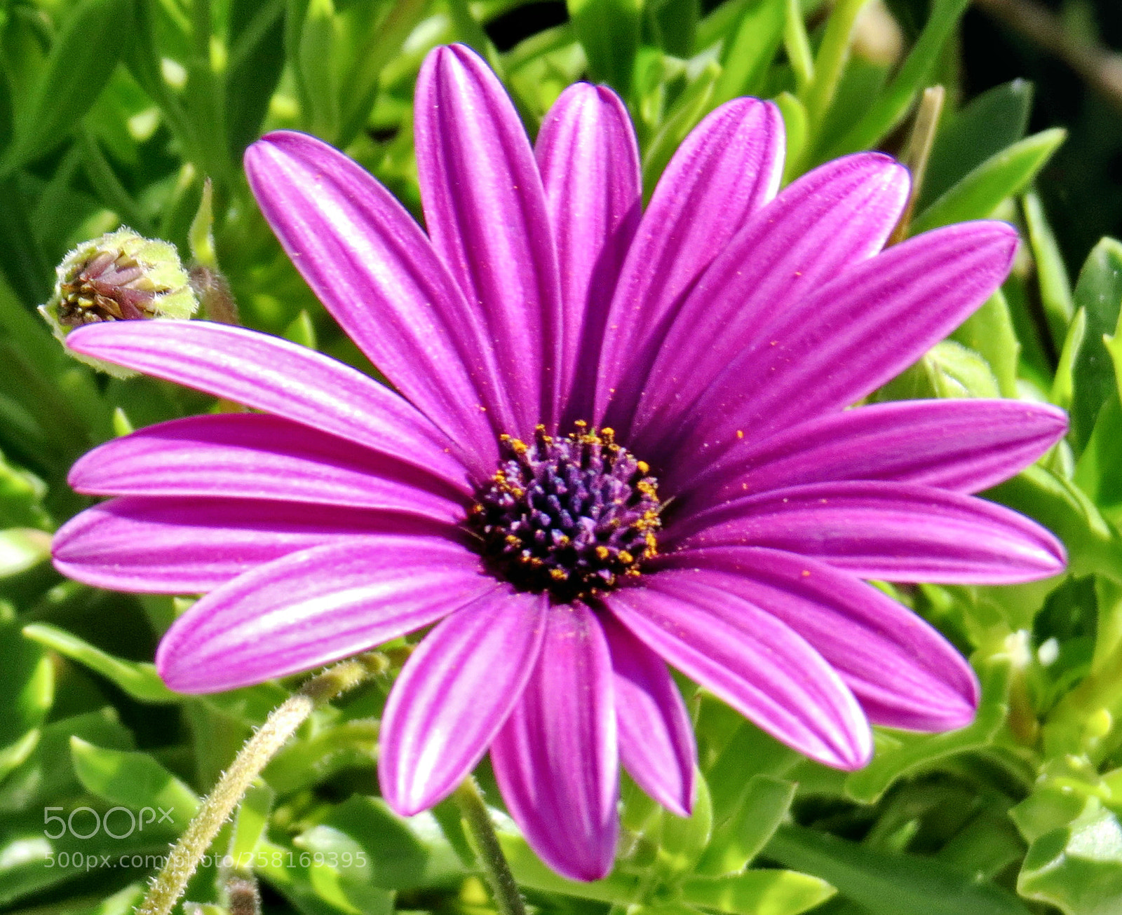 Canon PowerShot SX50 HS sample photo. A nice purple daisy photography