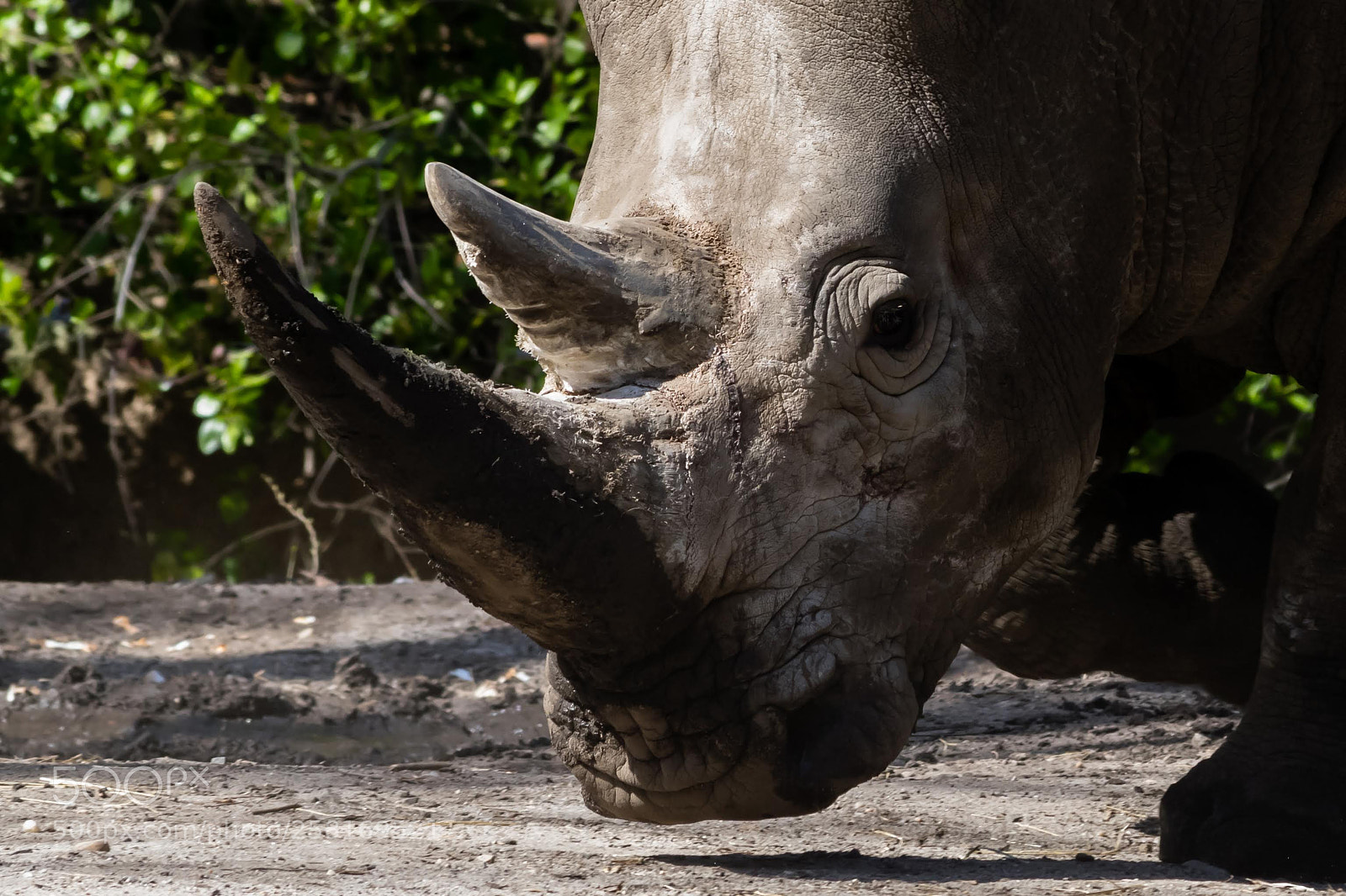 Nikon D5300 sample photo. Rhino photography