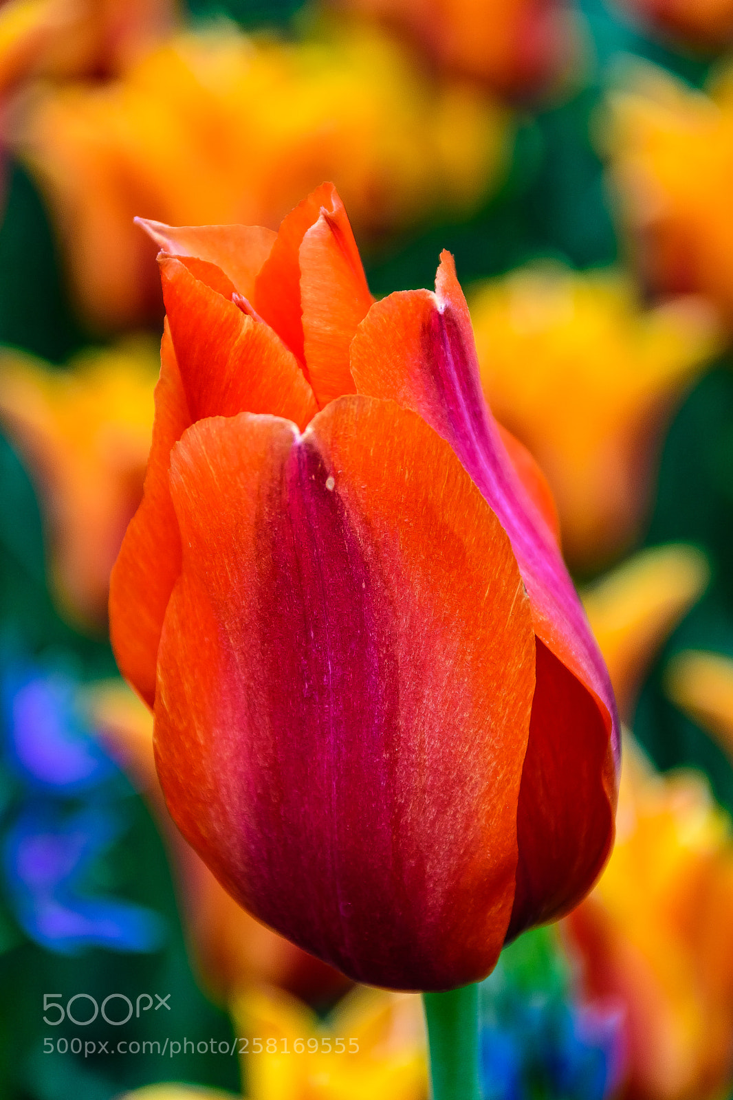 Nikon D500 sample photo. Nothing says spring quite photography