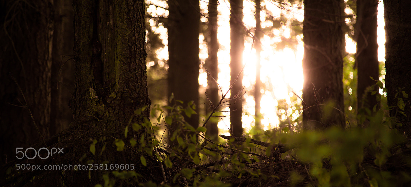 Canon EOS 6D sample photo. Luxembourg forest - 2016 photography