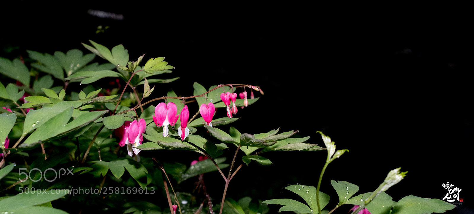 Fujifilm X-T2 sample photo. Bleeding-heart photography