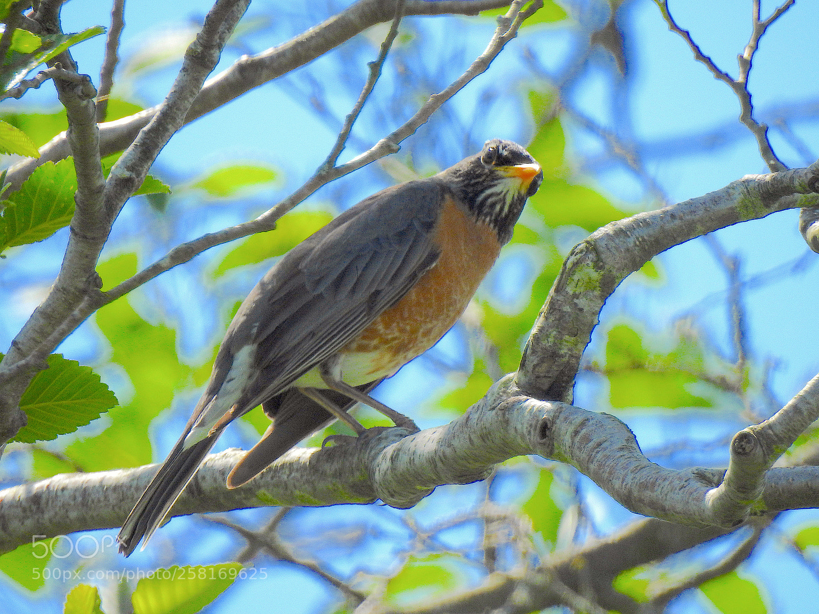 Nikon Coolpix P900 sample photo. Red robin photography