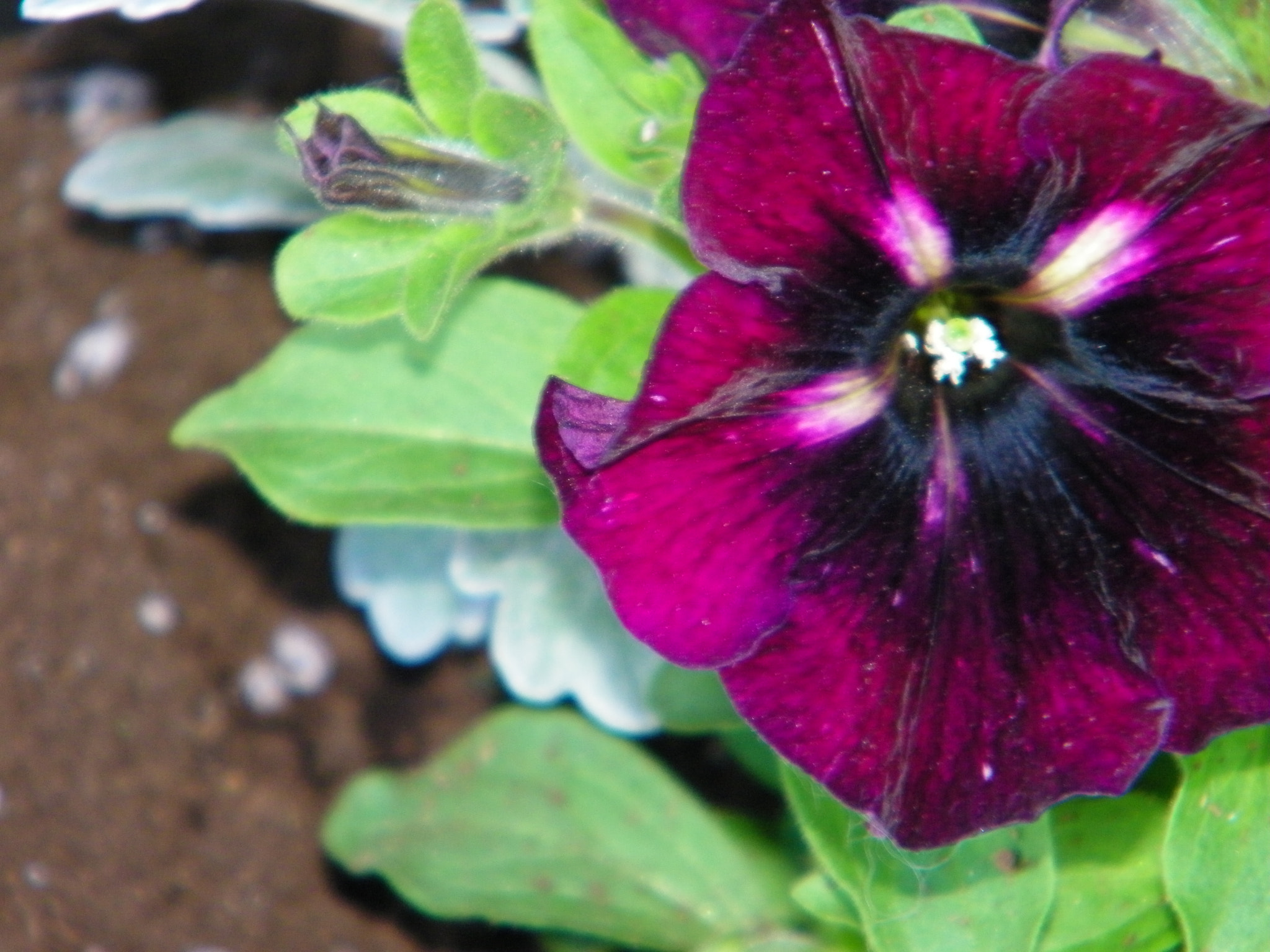 Kodak EASYSHARE Z1015 IS DIGITAL CAMERA sample photo. Purple in the sun photography