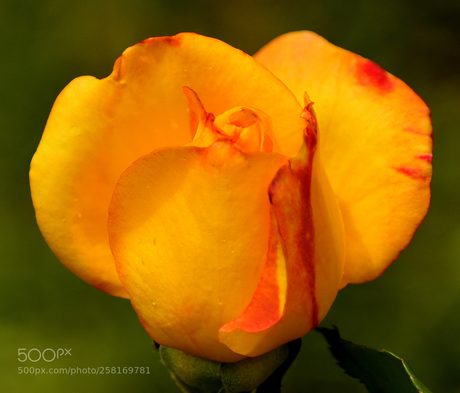 Nikon D7200 sample photo. A gold rose in photography