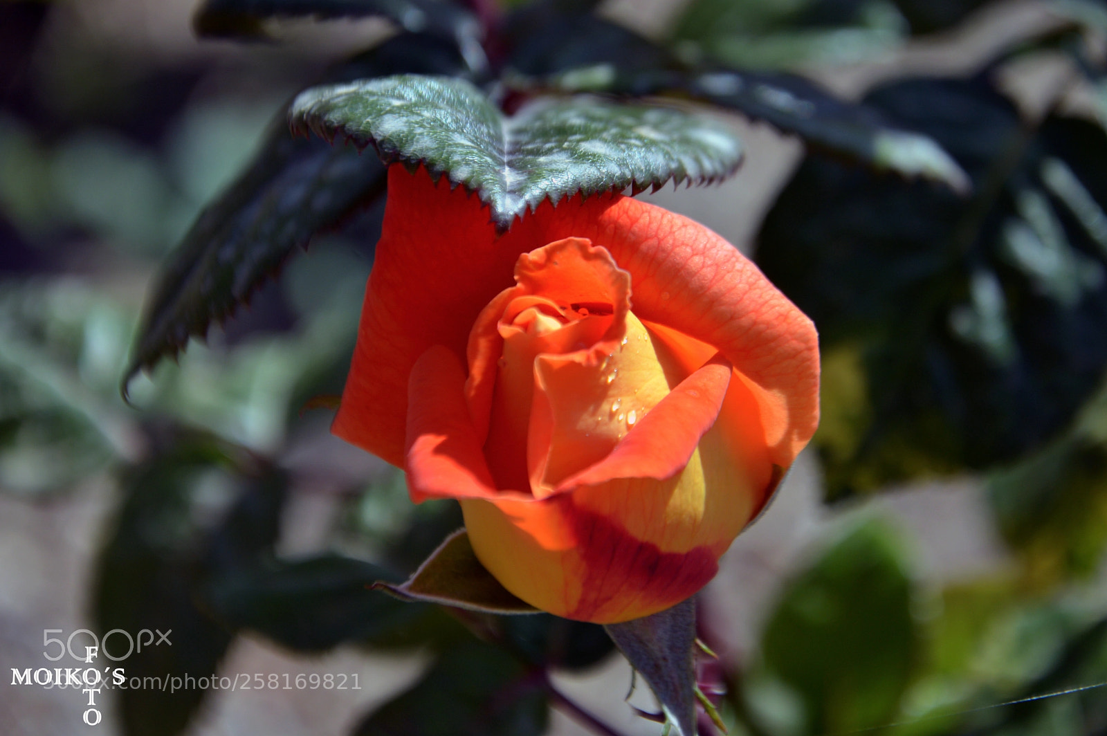 Nikon D3200 sample photo. Perfecta belleza / perfect beauty photography