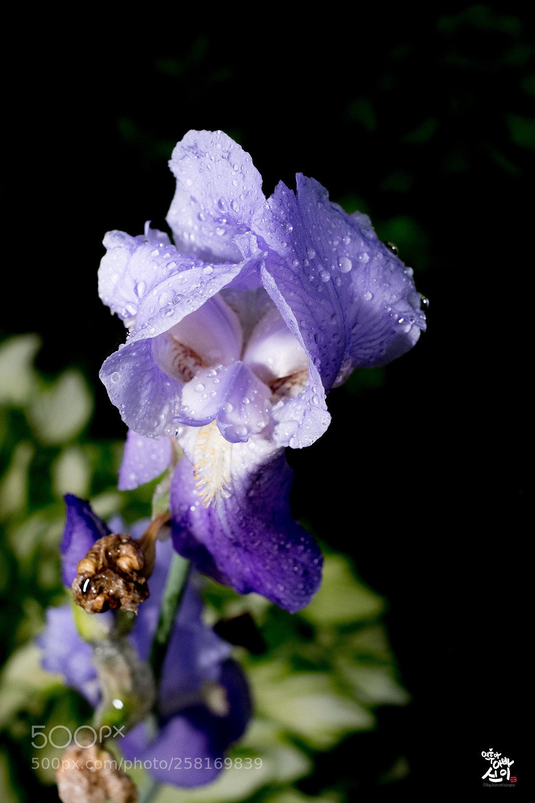 Fujifilm X-T2 sample photo. German iris photography