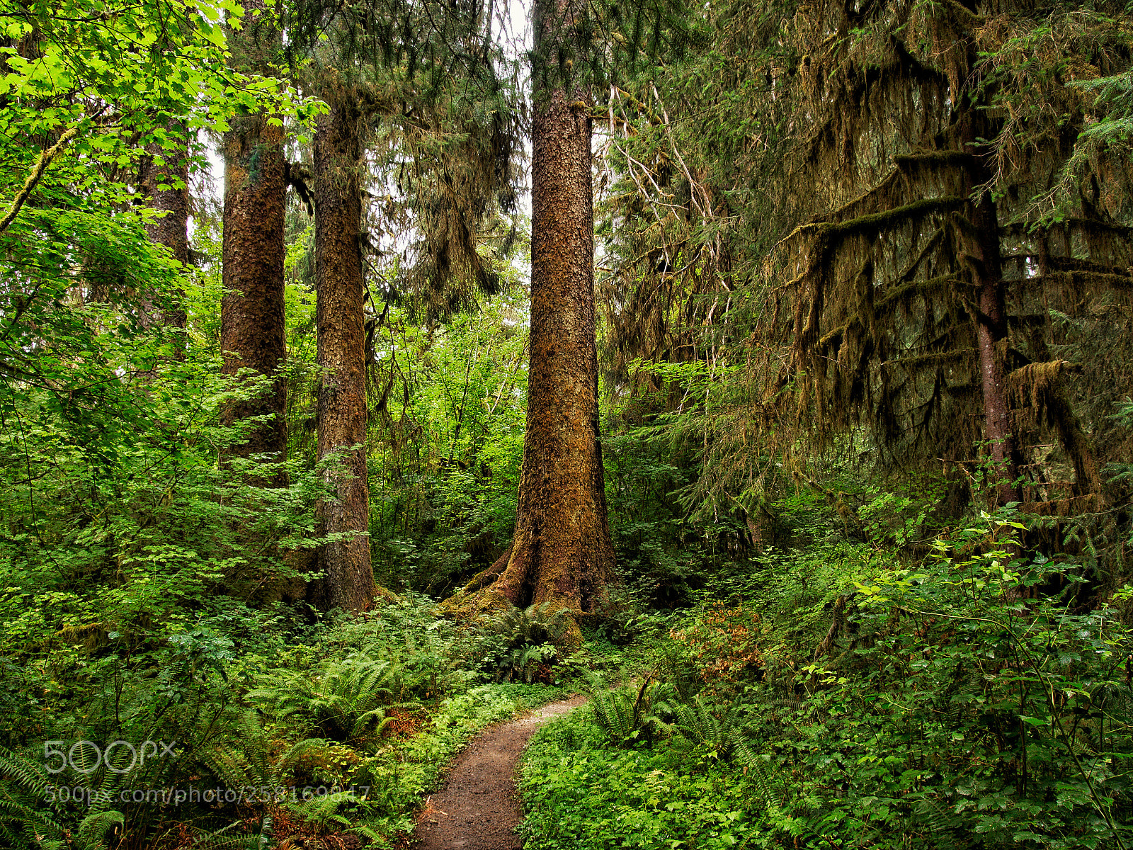 Olympus OM-D E-M5 sample photo. Walking in olympic national photography