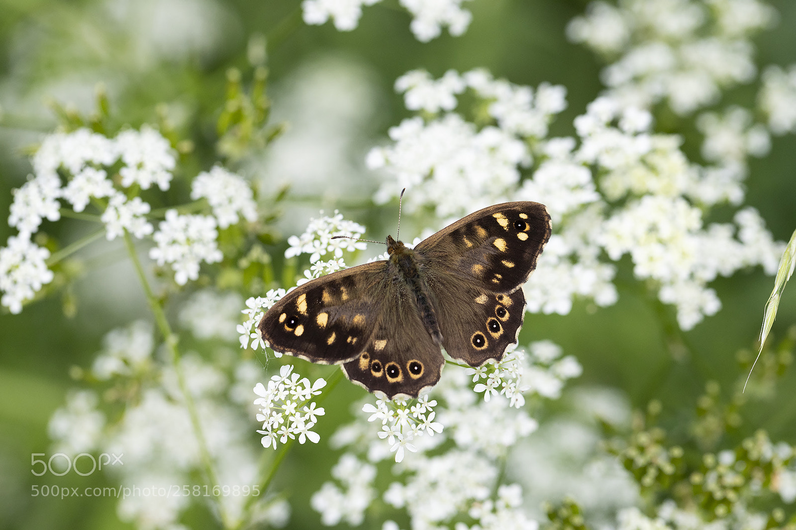 Canon EOS 6D Mark II sample photo. Speckled wood photography