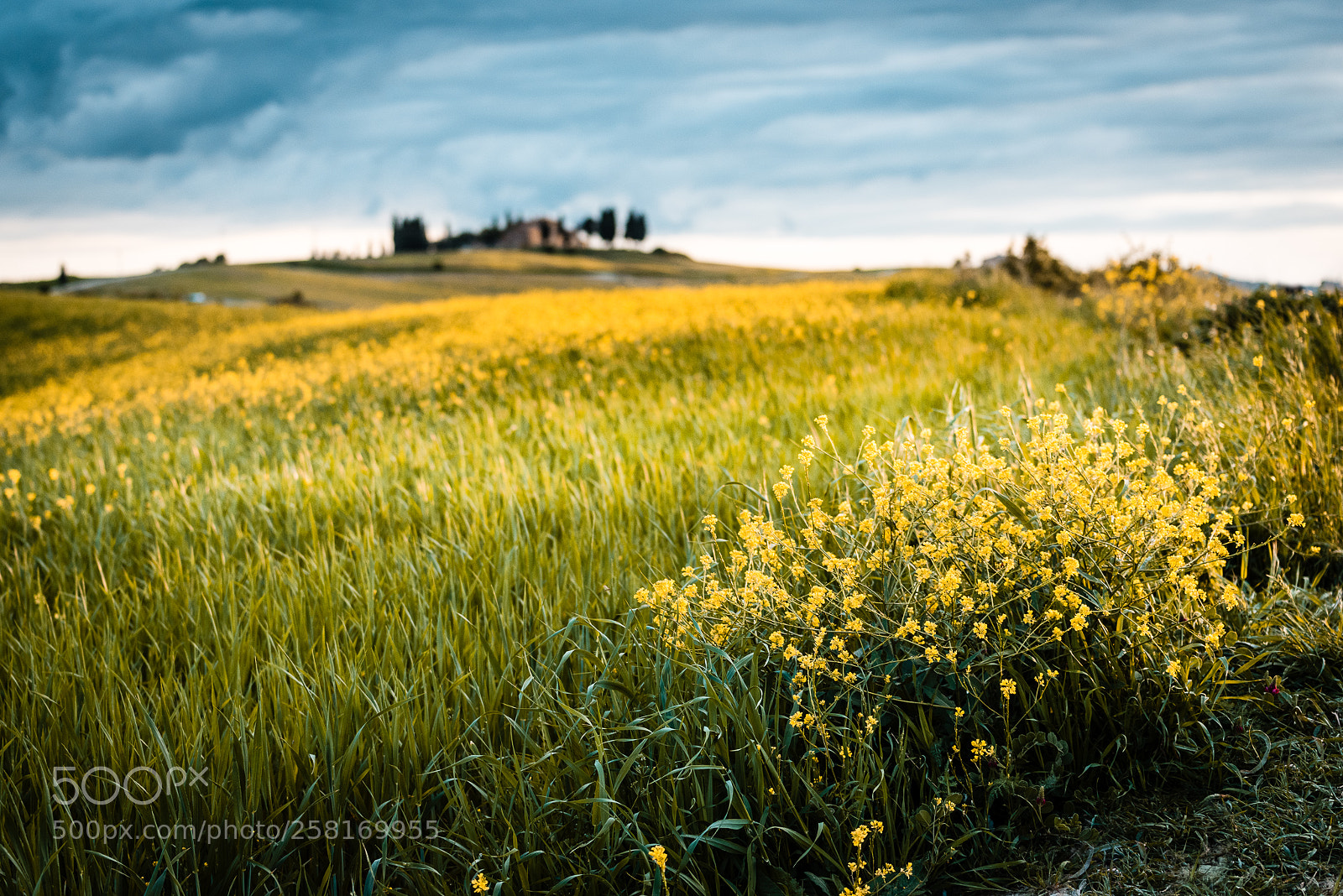 Nikon D810 sample photo. Dreaming tuscany photography