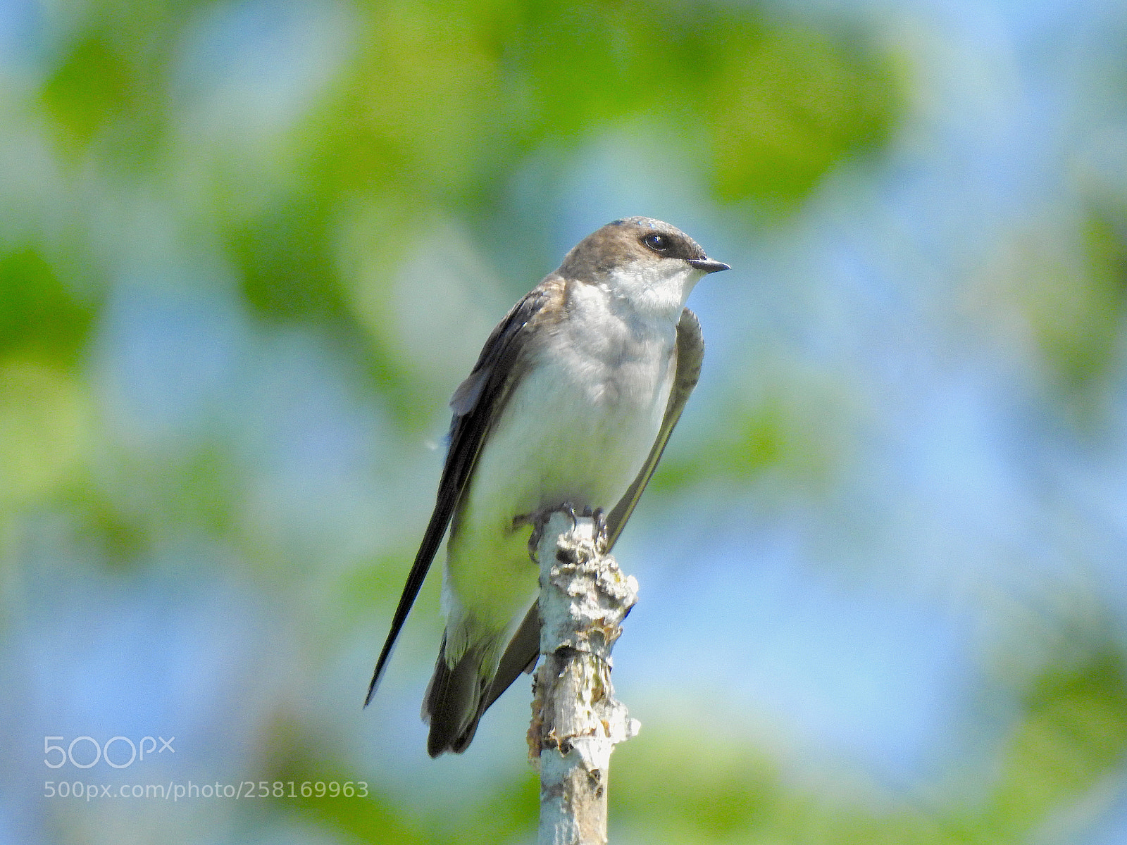 Nikon Coolpix P900 sample photo. Tree swallow photography
