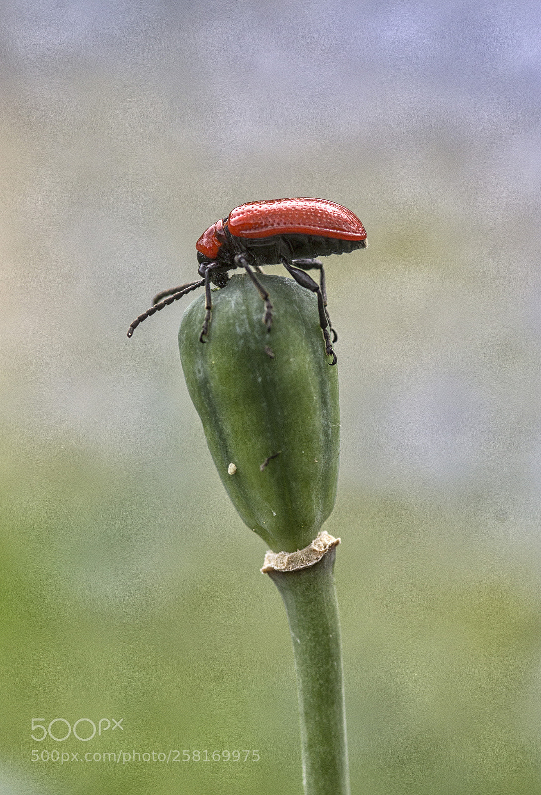 Canon EOS 600D (Rebel EOS T3i / EOS Kiss X5) sample photo. Lily beetle feeding photography