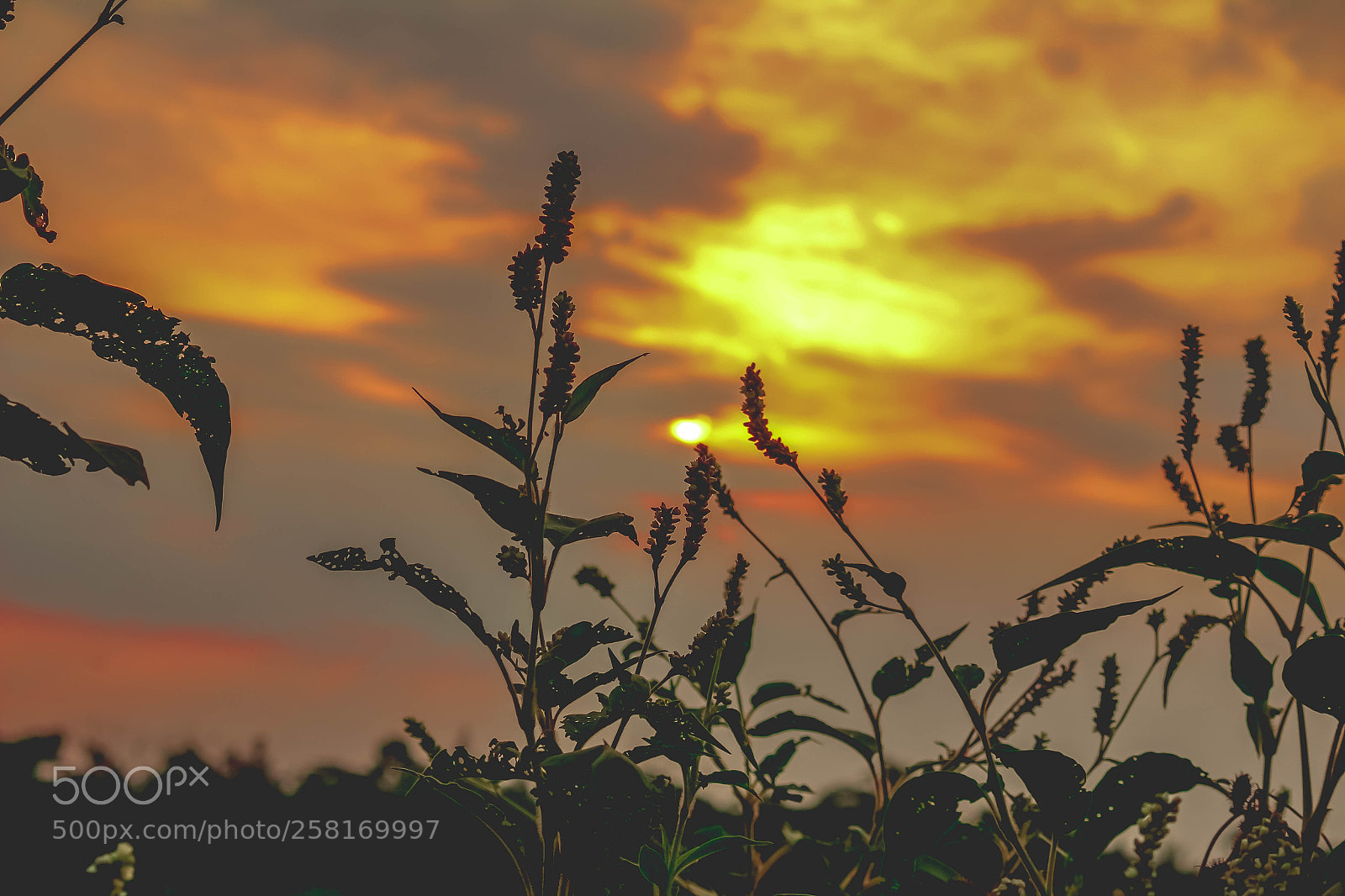 Canon EOS 650D (EOS Rebel T4i / EOS Kiss X6i) sample photo. Summer in bangladesh photography