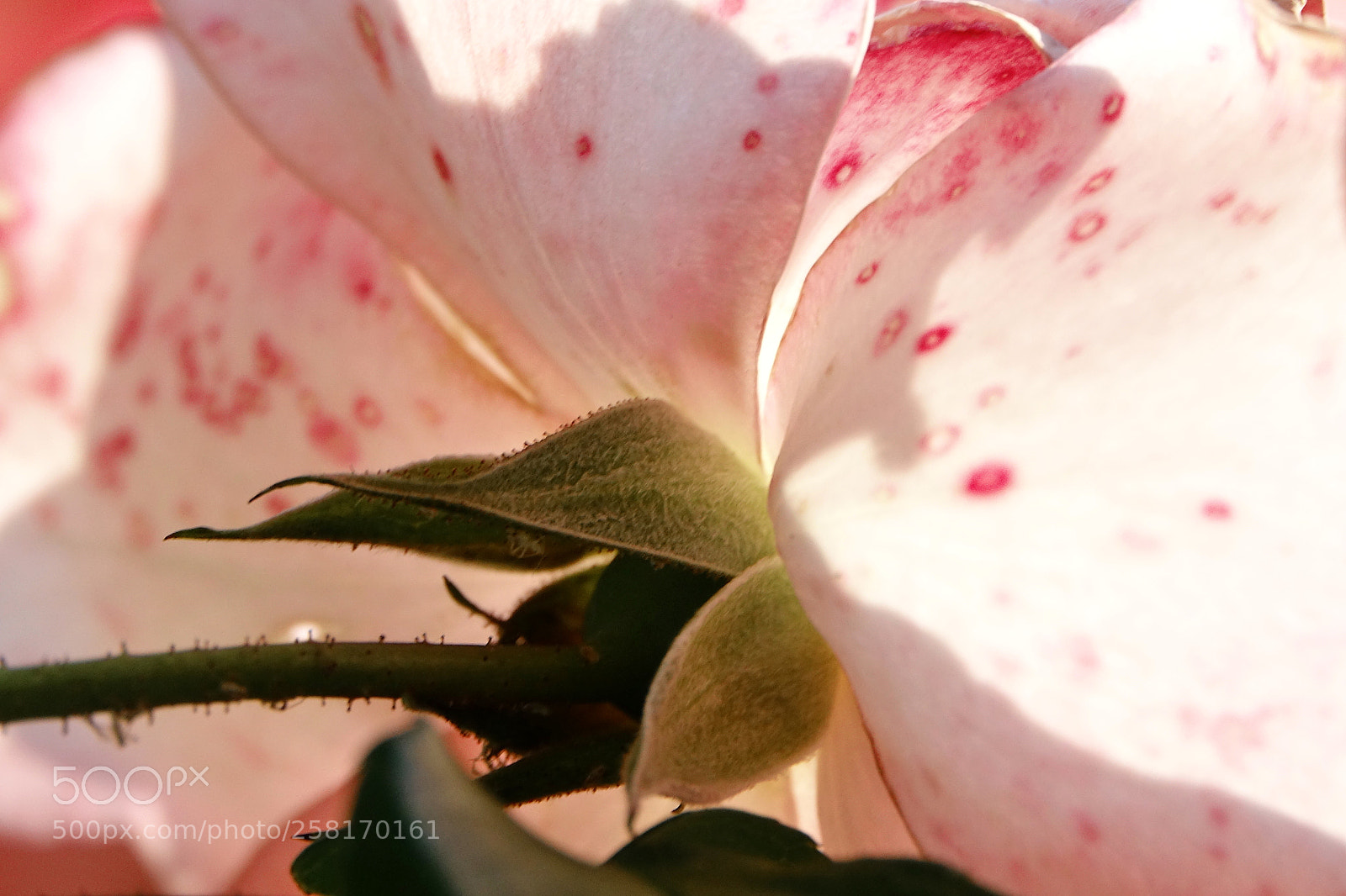 Sony Cyber-shot DSC-RX10 III sample photo. Rosa confidenziale photography